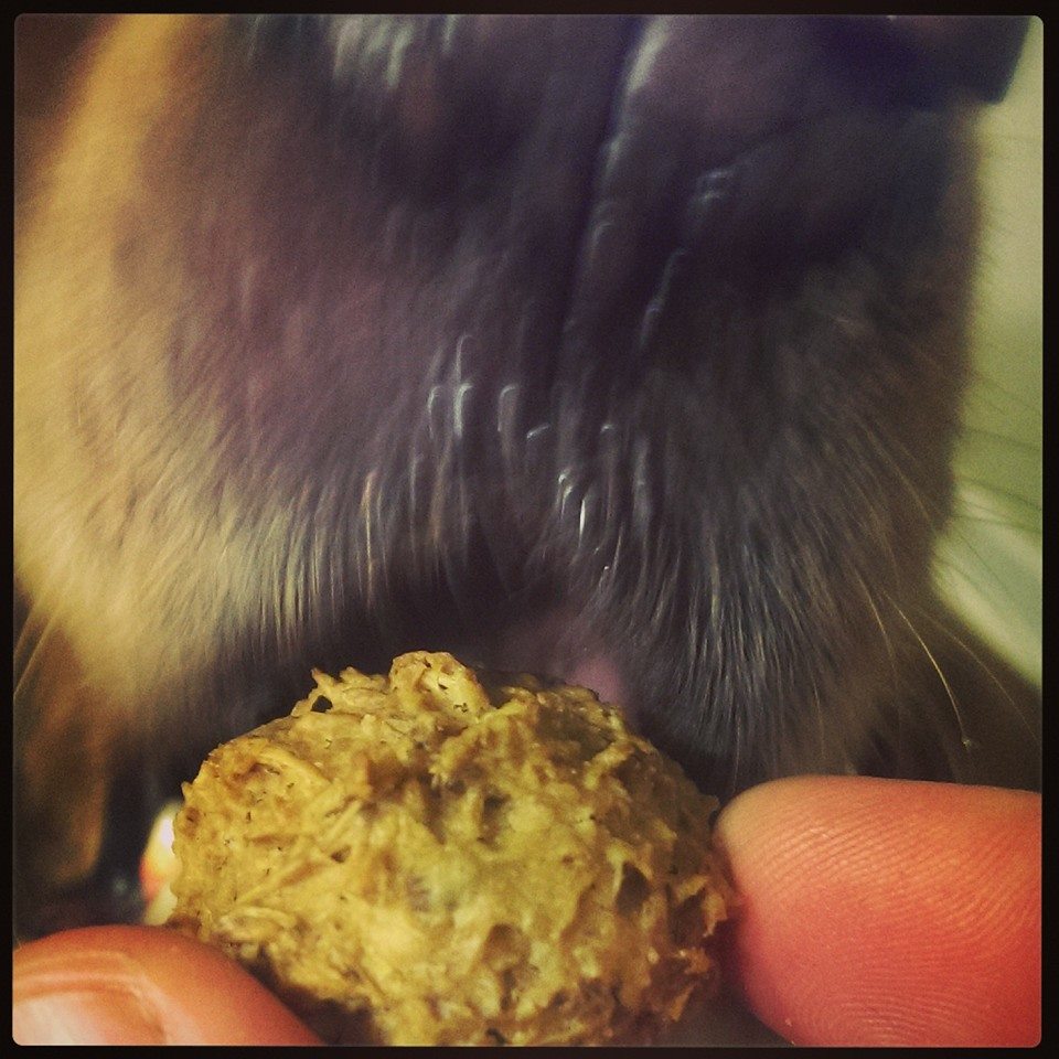 6oz Beer Paws Beer Biscuits for Dogs on Storenvy