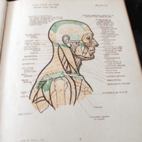 Anatomical Diagrams for the Use of Art Students - by James M. Dunlop