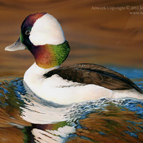 "Drake Bufflehead" Acrylic Painting