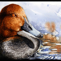 "Red Head Duck Study" Watercolor Painting