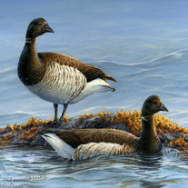 "Atlantic Brant" Acrylic Painting