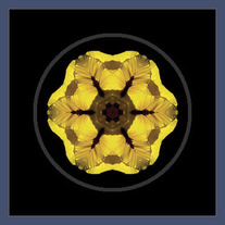 Yellow Pansy I