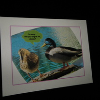 Ducks_medium