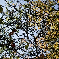 Canopy_medium