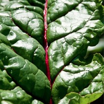 Swiss_chard_medium