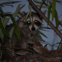 Raccoon_006_medium