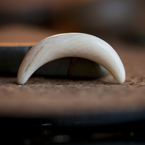 2g Mammoth Ivory Septum Tusk