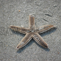 Star_fish_033_copy_medium