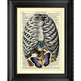 Belly_20butterfly_small