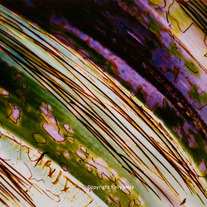 Abstract, 35mm Color