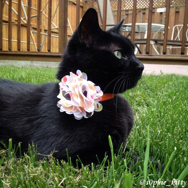 Seafoam Green Spring Flower Collar · MissTaken's Boutique · Online