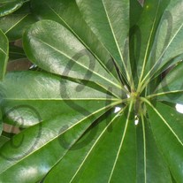 Leaves_3_medium