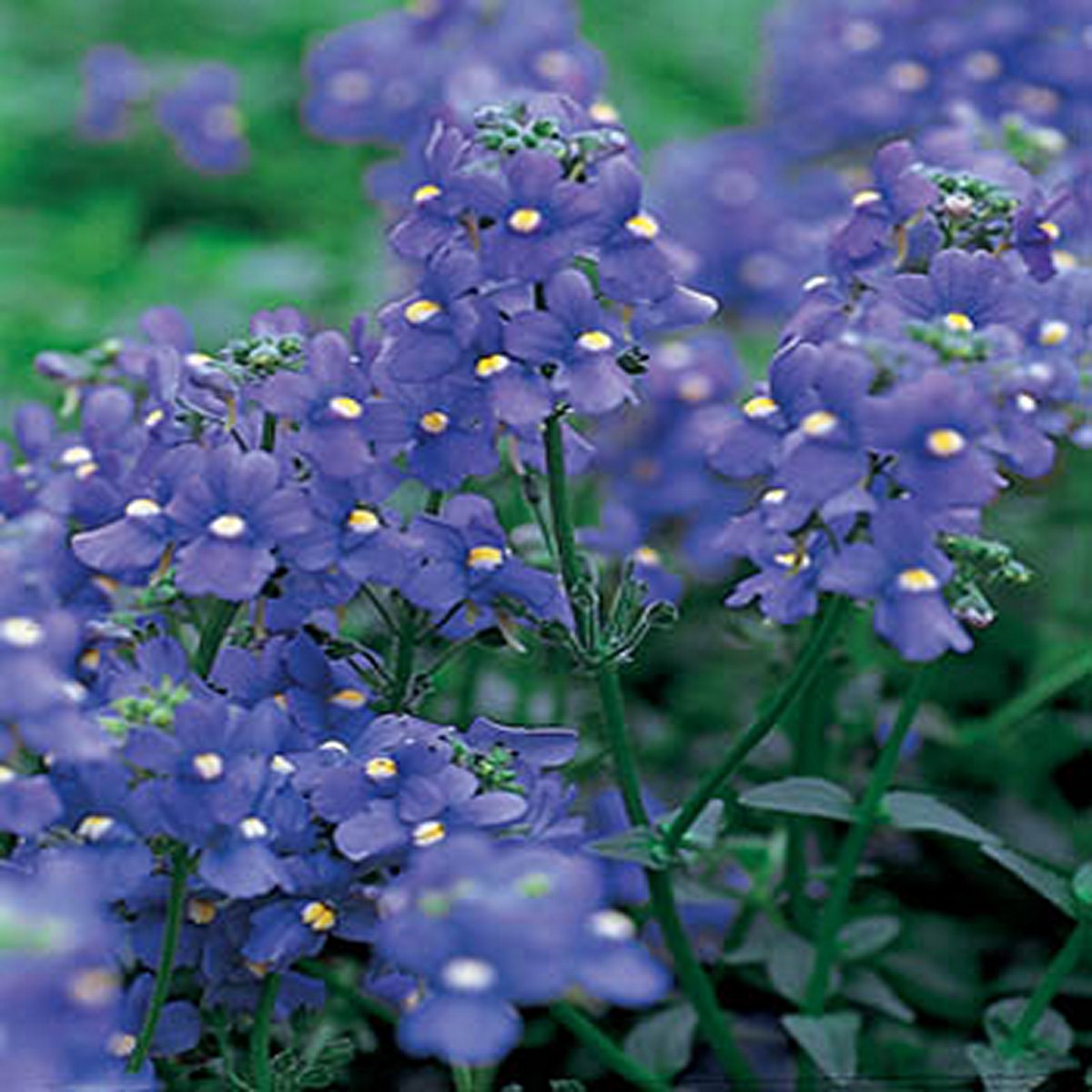 Nemesia Blue Gem 100 seeds on Storenvy