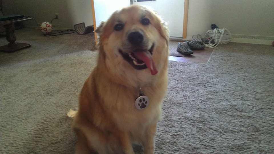 Silver Paws Dog Rescue Facebook Silver Paws Dog Rescue Facebook