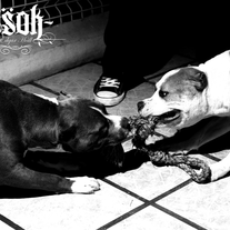 Pitt Bulls 11x17 Print