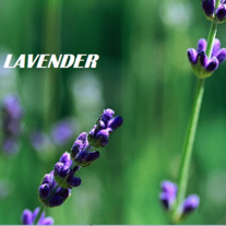 Lavender_20better33_medium