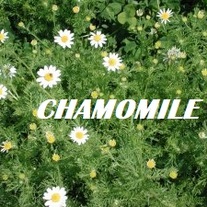 German_20chamomile_medium