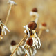 Deadflower_6835_small