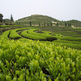 Oolong-tea-benefits_small