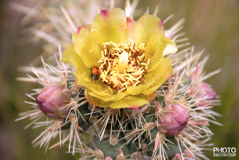 Ladybug & Cactus Flower