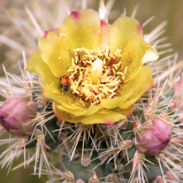 Ladybug & Cactus Flower