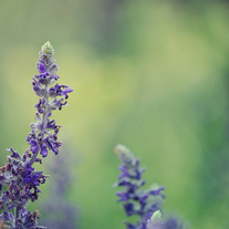 Purple_20flower_20small_medium