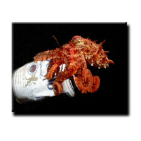 Drunk_20octo_medium