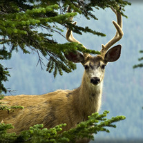 (Photo) Deer