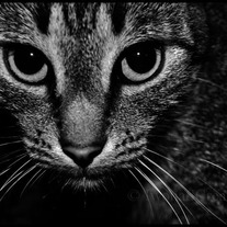 Dsc_0121_204_medium