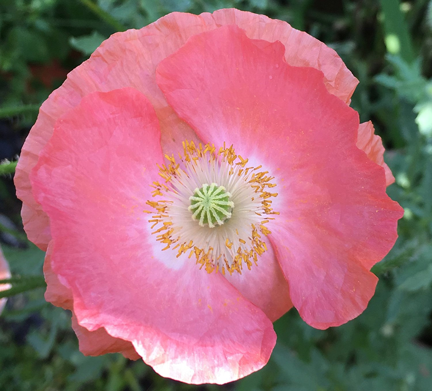 Texas Corn Poppy Poppies Mix Papaver Rhoeas Premium Seed Packet