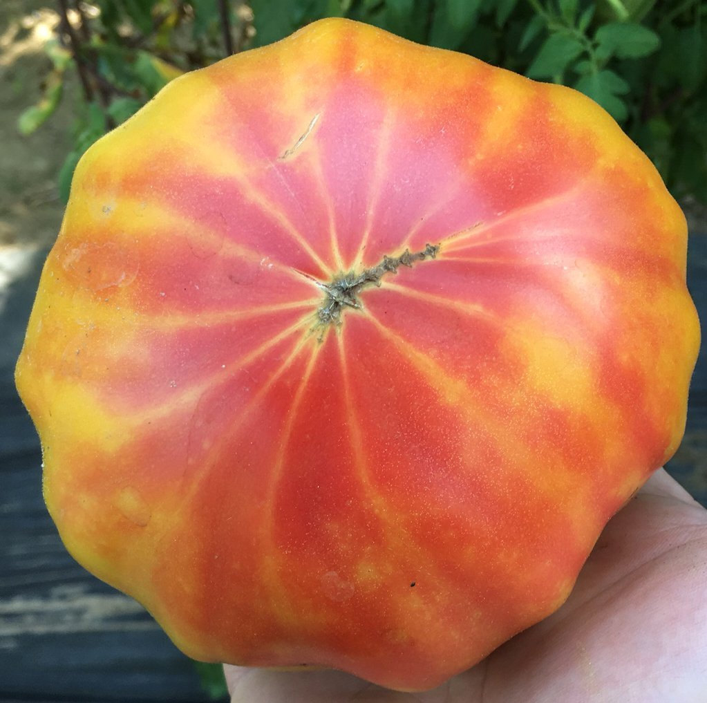 Streak Heirloom Tomato Premium Seed Packet · Sherwood's Seeds