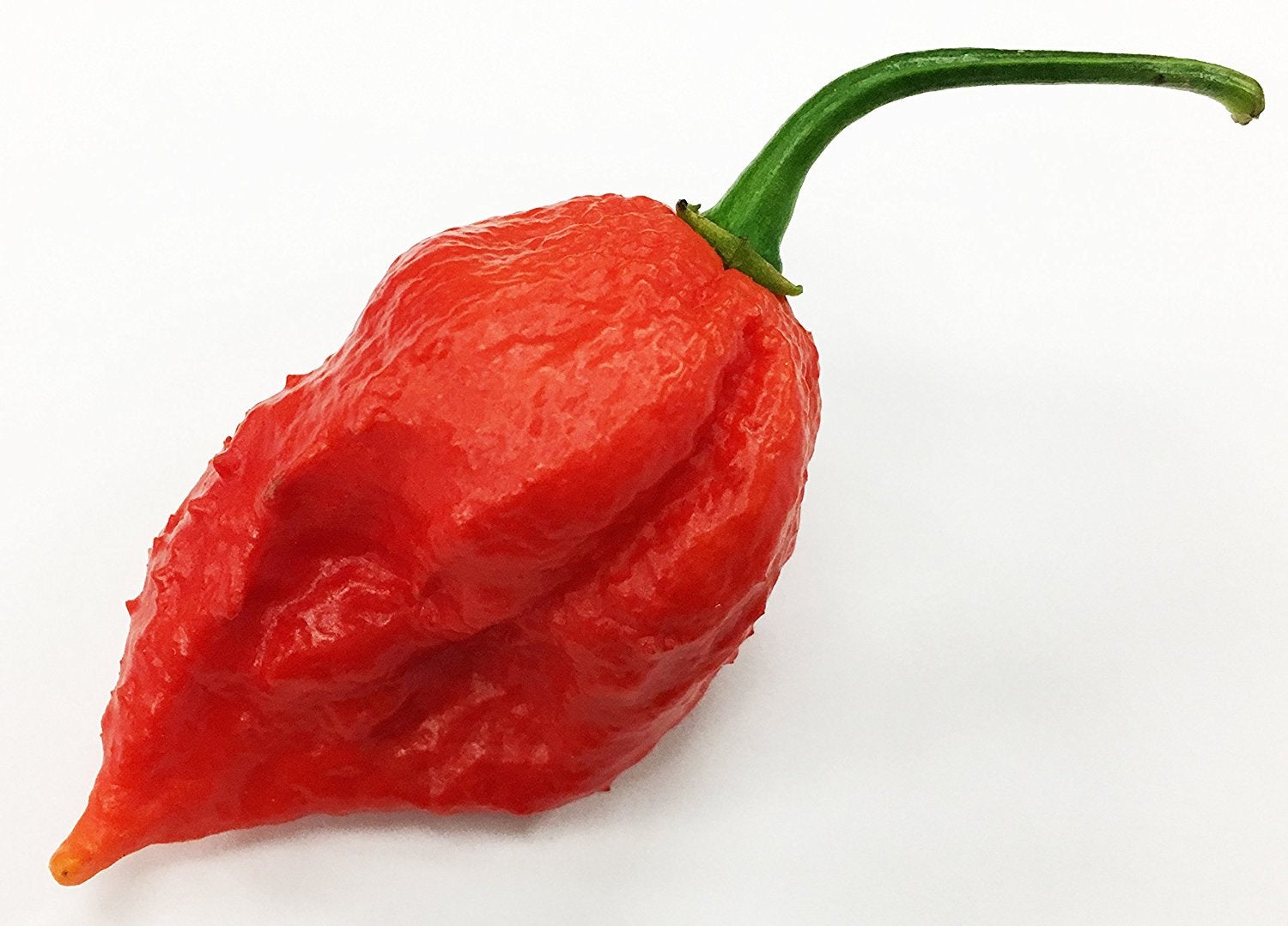 Jigsaw Pepper Premium Seed Packet · Sherwood's Seeds · Online Store