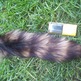 Coon3_small