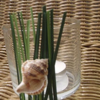 Conch.jpg_medium