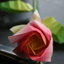 Flower_202_medium