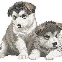 Alaskan_20malamute_20puppies_20(2bodoies)_medium