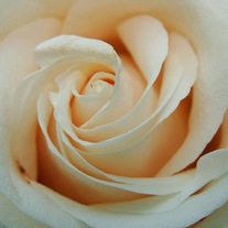 Rose8x10_medium