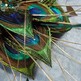 Large_20peacock_20fasciantor_20with_20coque_20feathers_20and_20gold_203_small