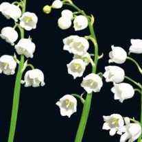 Lily-of-the-valley-300x240