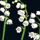 Lily-of-the-valley-300x240