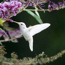 Albino-hummingbird-in-virginia-3