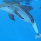 Winter-dolphin-tales
