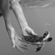 Turtle_3