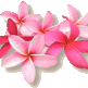 Bloem6