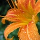 20051002004108_tiger_lily