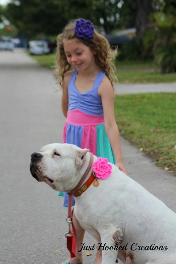 dog collar accessories