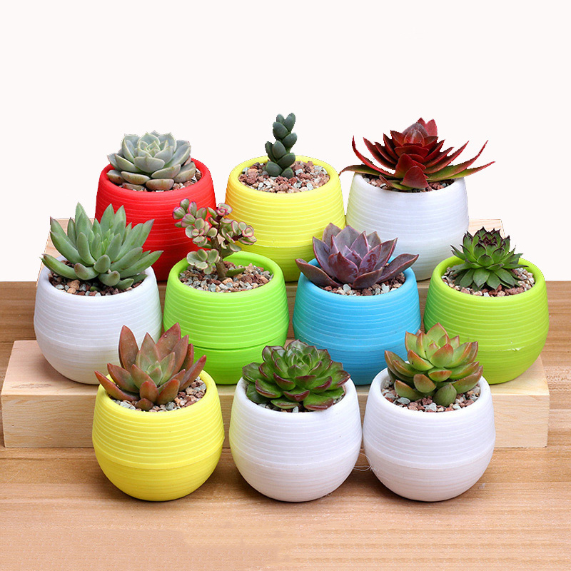 Plant Pot Round Flower Pots For Succulent Plants Home Office Decor Mini Flowerpot Indoor Garden Decoration Sold By Planteruim On Storenvy
